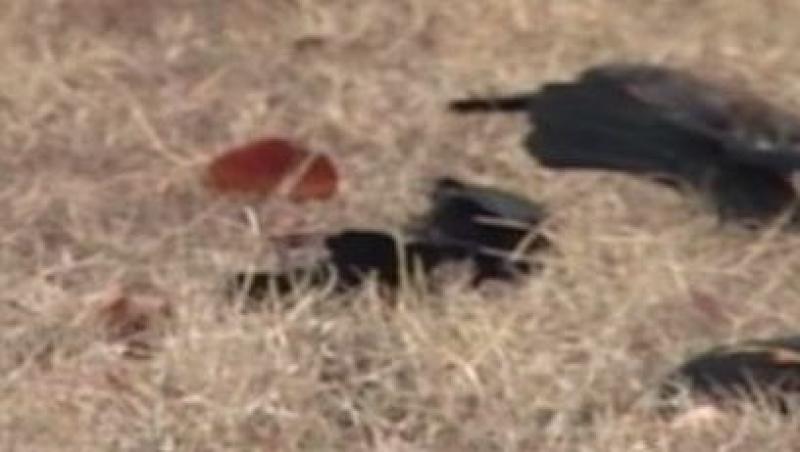 VIDEO! SUA: Peste 1.000 de pasari moarte au cazut pe strazile unui oras