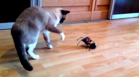 VIDEO! Robotul de jucarie ArduSpider, pentru distractia casei tale