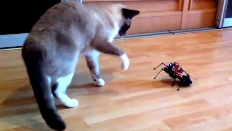 VIDEO! Robotul de jucarie ArduSpider, pentru distractia casei tale