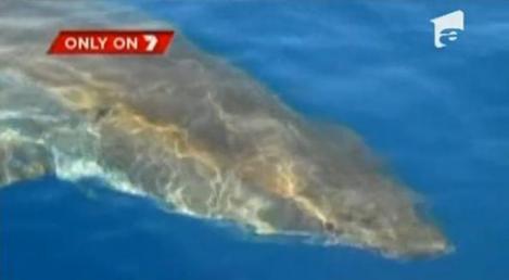 VIDEO! Au filmat atacul rechinului!