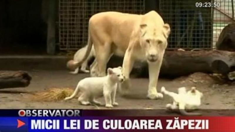 VIDEO! 3 pui de leu albi fac senzatie in Argentina
