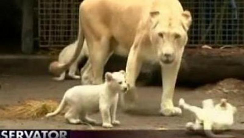 VIDEO! 3 pui de leu albi fac senzatie in Argentina