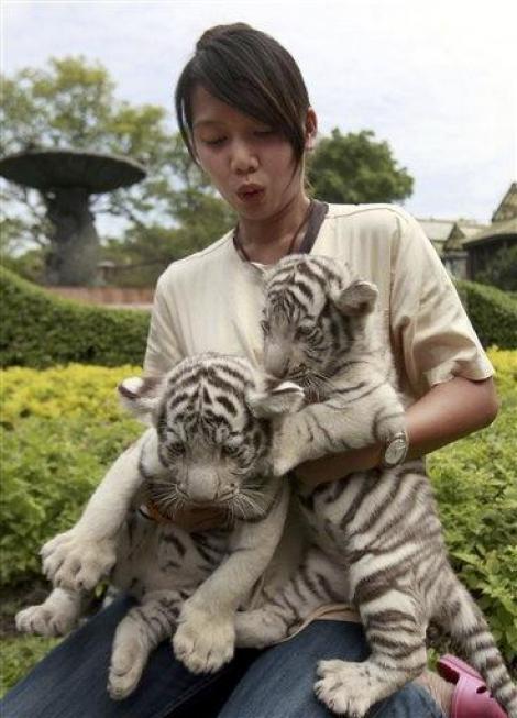VIDEO! Copiii din Thailanda isi sarbatoresc ziua alaturi de tigri albi