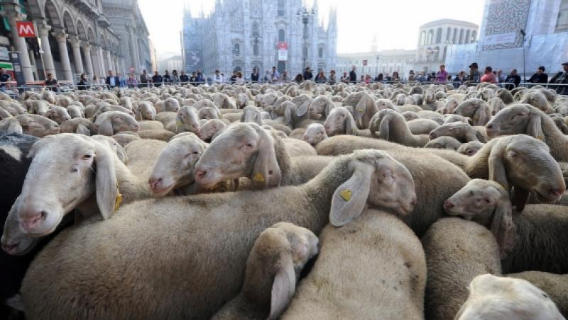FOTO! Piata Domului din Milano, blocata de o turma imensa de oi