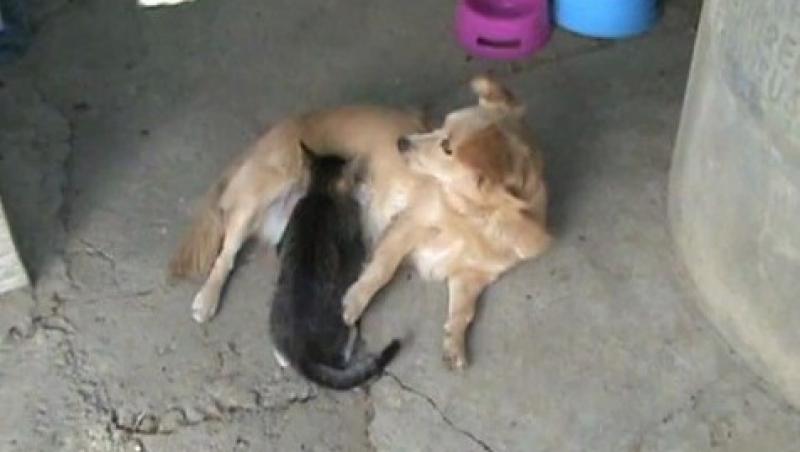 VIDEO! O catea alapteaza un pui de pisica