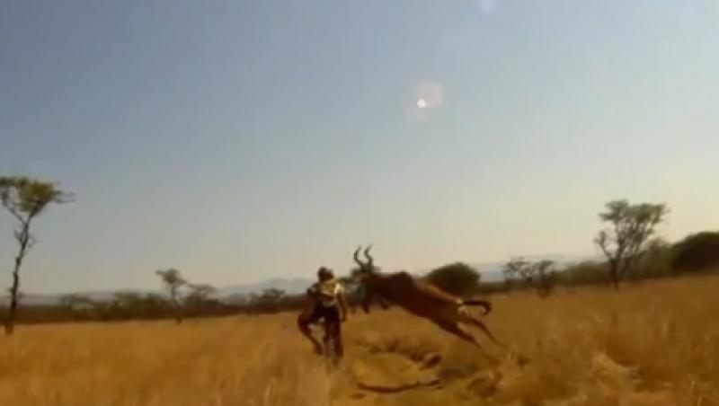 VIDEO! Biker doborat cu un tackling perfect de o antilopa!