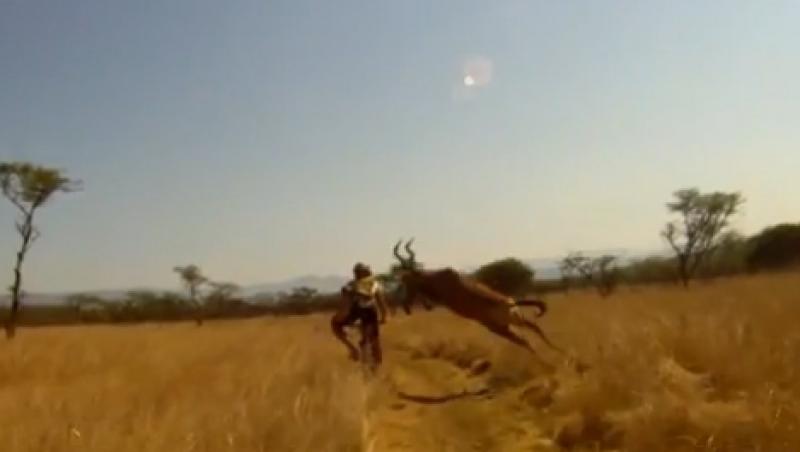 VIDEO! Biker doborat cu un tackling perfect de o antilopa!