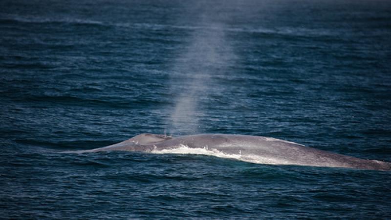 Fosilele celei mai vechi balene, descoperite in Antarctica. Au o vechime de circa 49 de milioane de ani