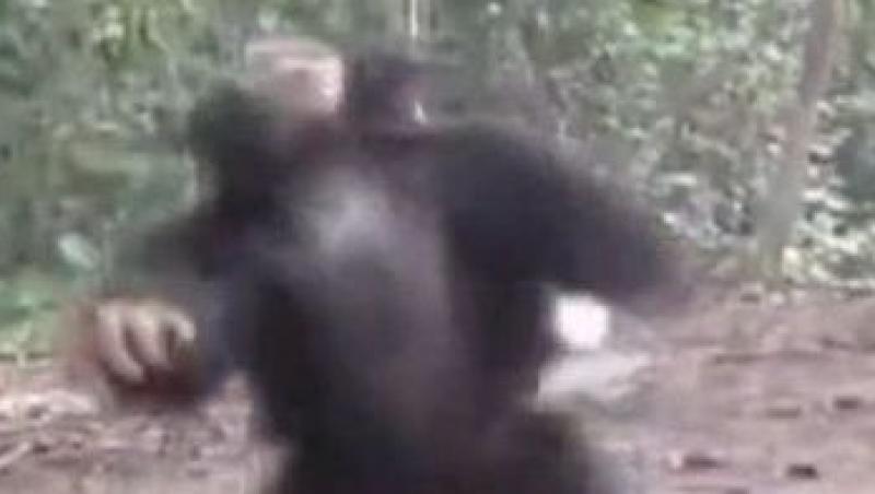 VIDEO! O maimuta face piruete pe un vals