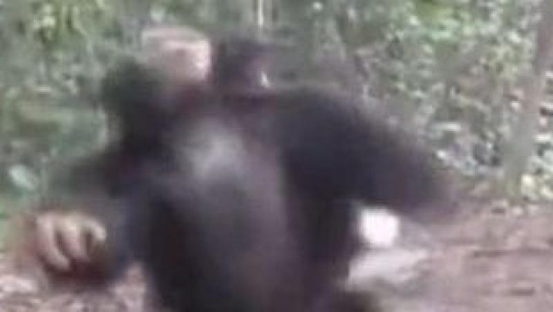 VIDEO! O maimuta face piruete pe un vals