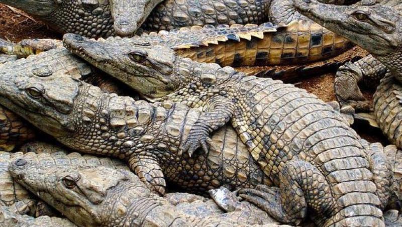 Stare de alerta intr-o localitate din Thailanda. Peste 100 de crocodili au scapat de mai multe crescatorii