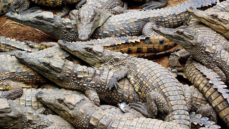 Stare de alerta intr-o localitate din Thailanda. Peste 100 de crocodili au scapat de mai multe crescatorii