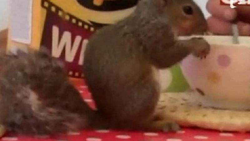 VIDEO! O veverita infuleca pe nerasuflate cereale