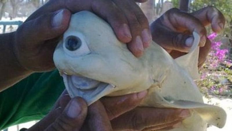 FOTO SOC! Un pui de rechin-CICLOP face senzatie in California!