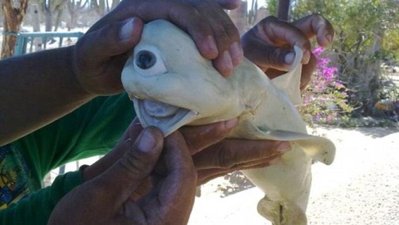 FOTO SOC! Un pui de rechin-CICLOP face senzatie in California!