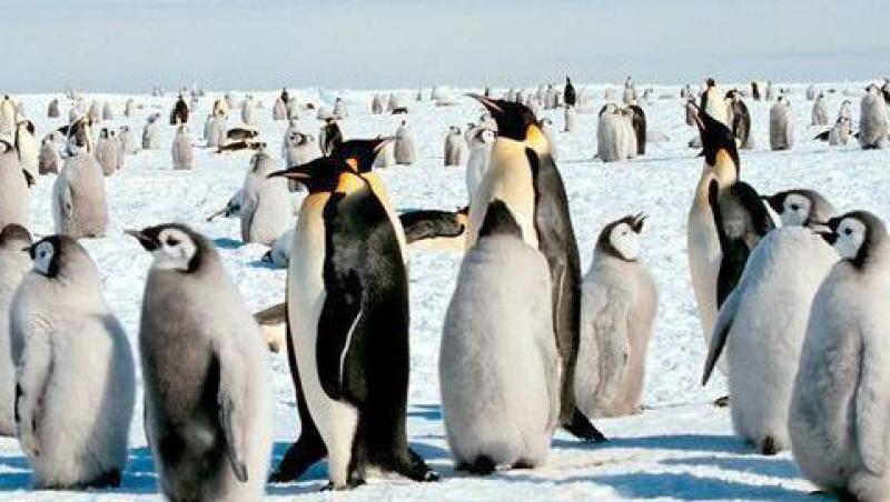 VIDEO! Funny: Vezi ce tactica de furt are un pinguin!