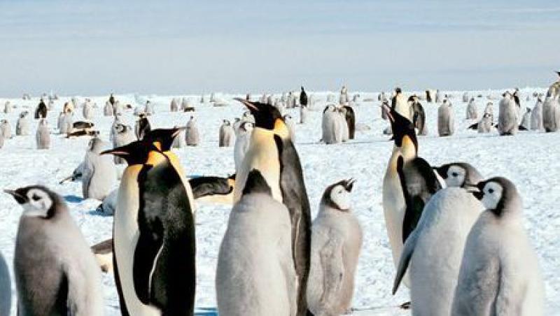 VIDEO! Funny: Vezi ce tactica de furt are un pinguin!