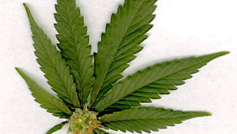 Americanii vor sa legalizeze marijuana