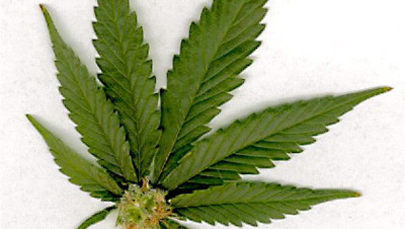 Americanii vor sa legalizeze marijuana