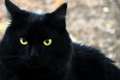 VIDEO! Pisica nemuritoare: a supravietuit dupa doua tentative de eutanasiere!