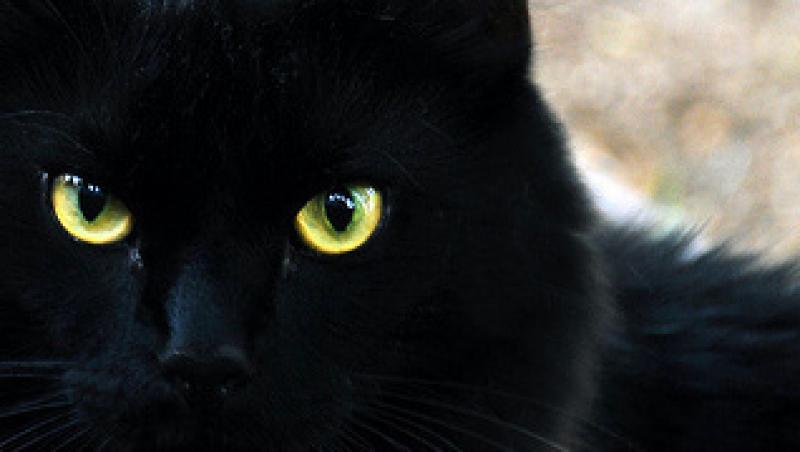VIDEO! Pisica nemuritoare: a supravietuit dupa doua tentative de eutanasiere!