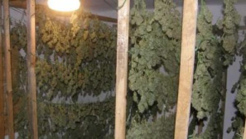 VIDEO! Casa traficantilor de cannabis din Timisoara, plina cu 