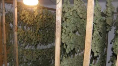 VIDEO! Casa traficantilor de cannabis din Timisoara, plina cu "iarba"