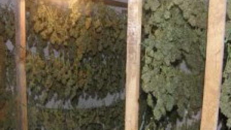 VIDEO! Casa traficantilor de cannabis din Timisoara, plina cu 
