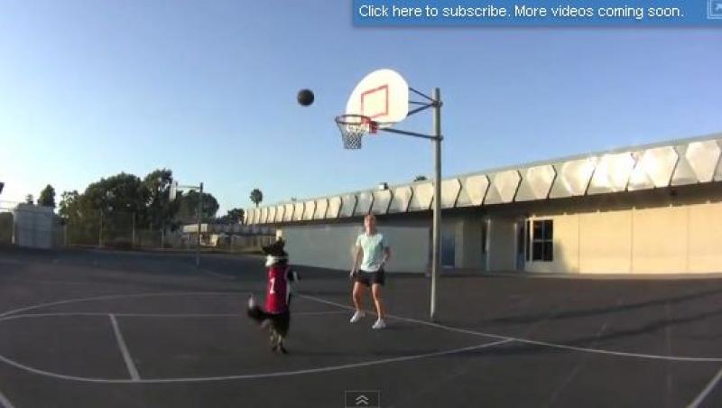 VIDEO! Vezi ce trucuri face cu mingea cainele baschetbalist!