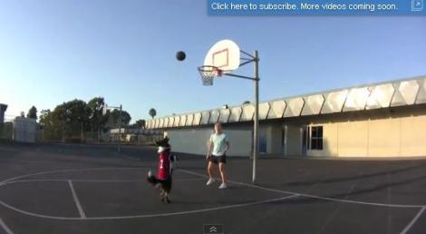 VIDEO! Vezi ce trucuri face cu mingea cainele baschetbalist!