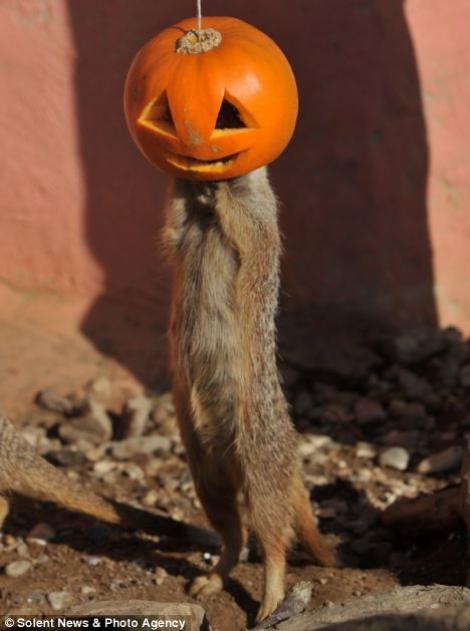 FOTO! Spirit de Halloween: Vezi cum se "costumeaza" animalutele din SUA!