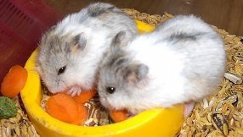 Hamsterul pitic - ideal pentru persoanele ocupate