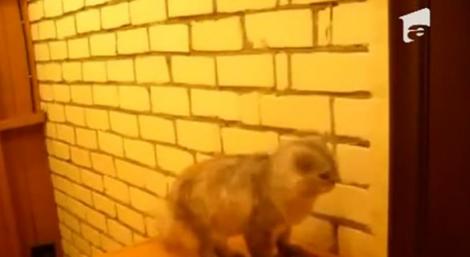 VIDEO! O pisica suna la sonerie, pentru a intra in casa