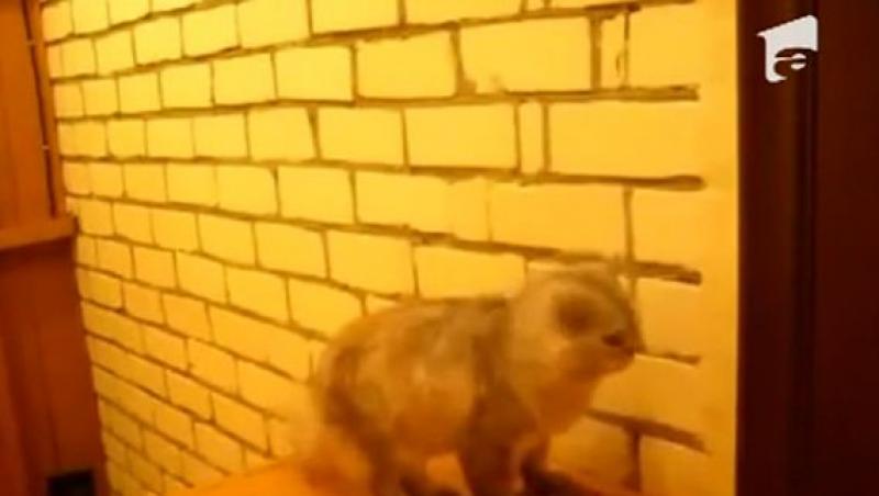 VIDEO! O pisica suna la sonerie, pentru a intra in casa