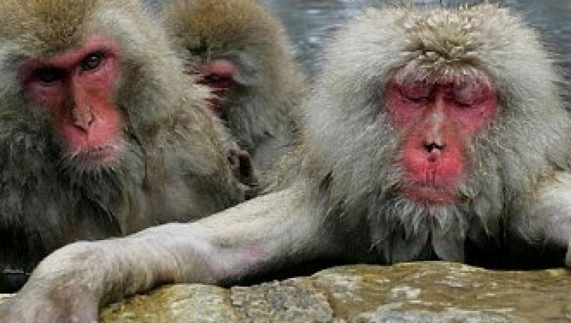 Maimutele au descoperit secretul fidelitatii!