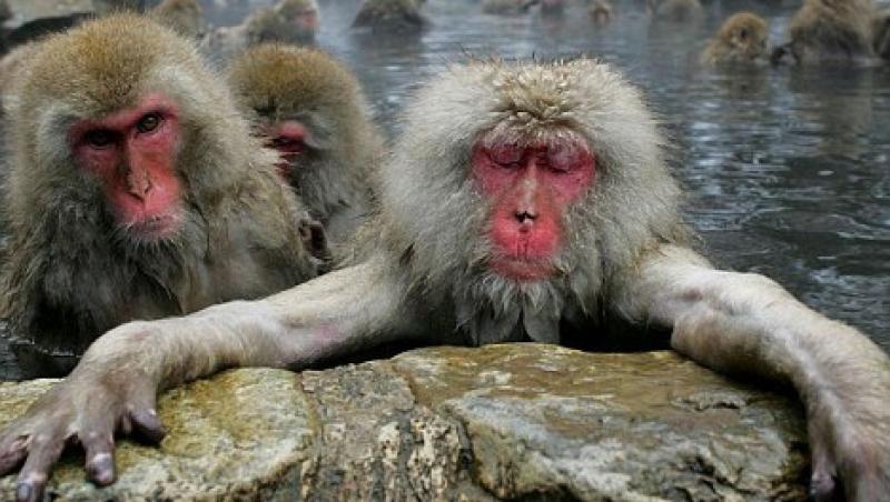 Maimutele au descoperit secretul fidelitatii!