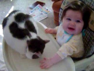 VIDEO! O pisica nervoasa pocneste un bebelus cu chef de joaca
