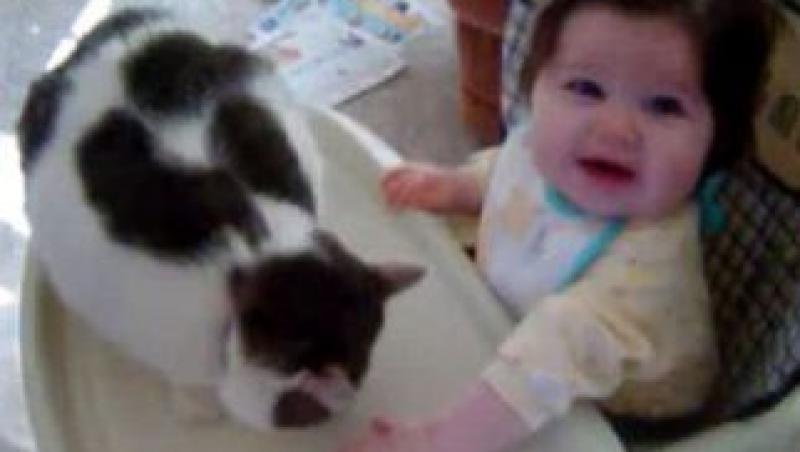 VIDEO! O pisica nervoasa pocneste un bebelus cu chef de joaca