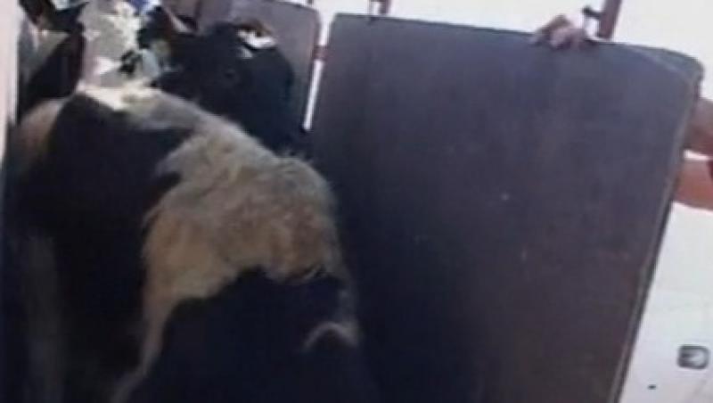 VIDEO! 70 de vaci, aduse cu avionul in tara