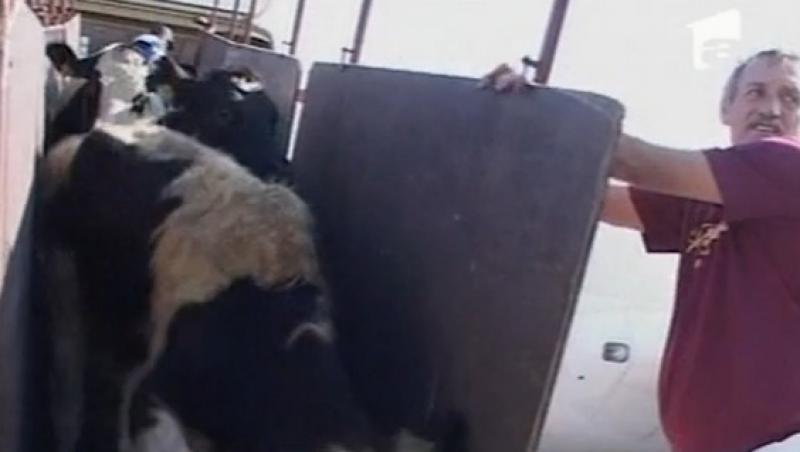 VIDEO! 70 de vaci, aduse cu avionul in tara
