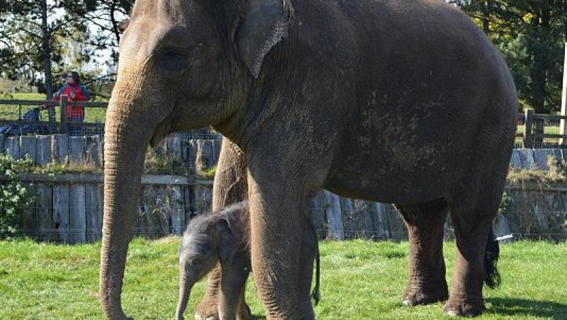 FOTO! Marea Britanie: Un elefant a nascut dupa o sarcina de doi ani!