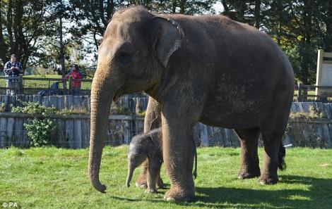 FOTO! Marea Britanie: Un elefant a nascut dupa o sarcina de doi ani!