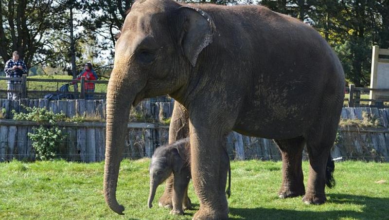 FOTO! Marea Britanie: Un elefant a nascut dupa o sarcina de doi ani!