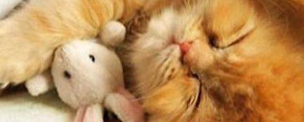 VIDEO! Vezi cum arata cele mai somnoroase pisicute!
