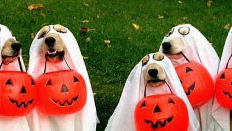 Cele mai amuzante costume de Halloween pentru catei