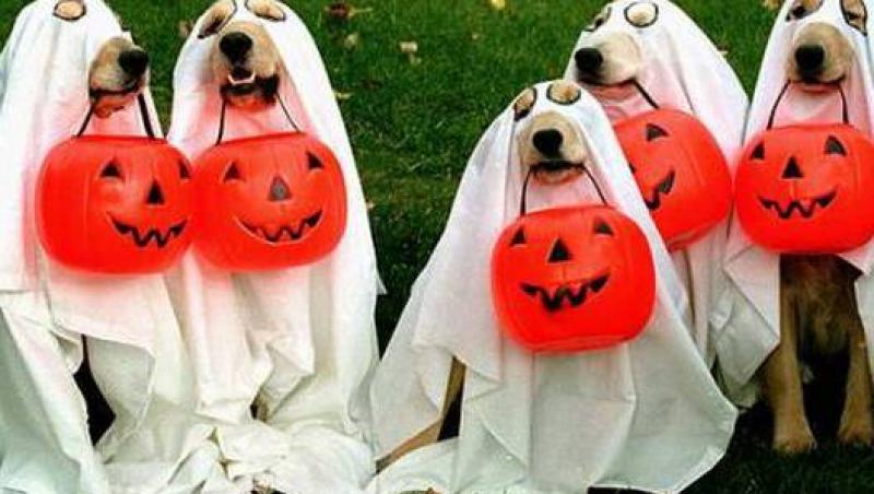 Cele mai amuzante costume de Halloween pentru catei