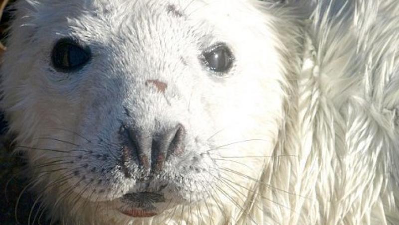 FOTO! Vezi cel mai mic pui de foca salvat de la moarte!