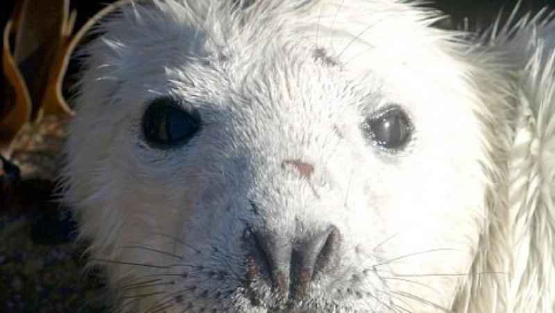 FOTO! Vezi cel mai mic pui de foca salvat de la moarte!