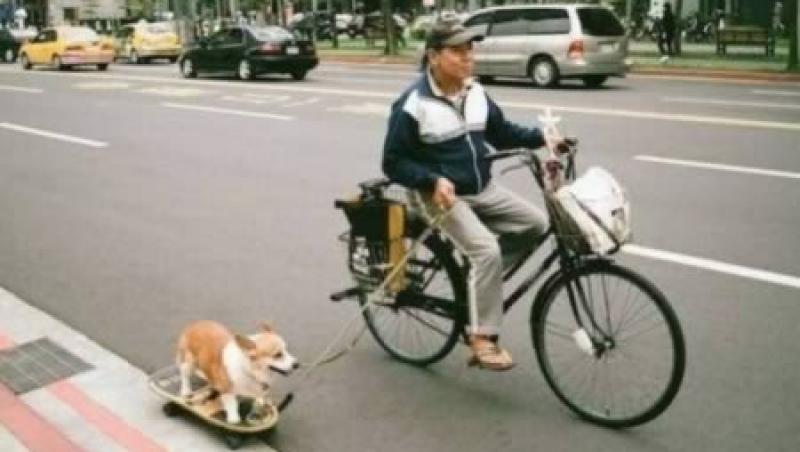 FOTO! Cele mai amuzante modalitati de a-ti plimba cainele