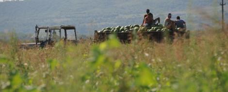 Ajutoare de stat de peste 185 de milioane de euro pentru producatorii agricoli